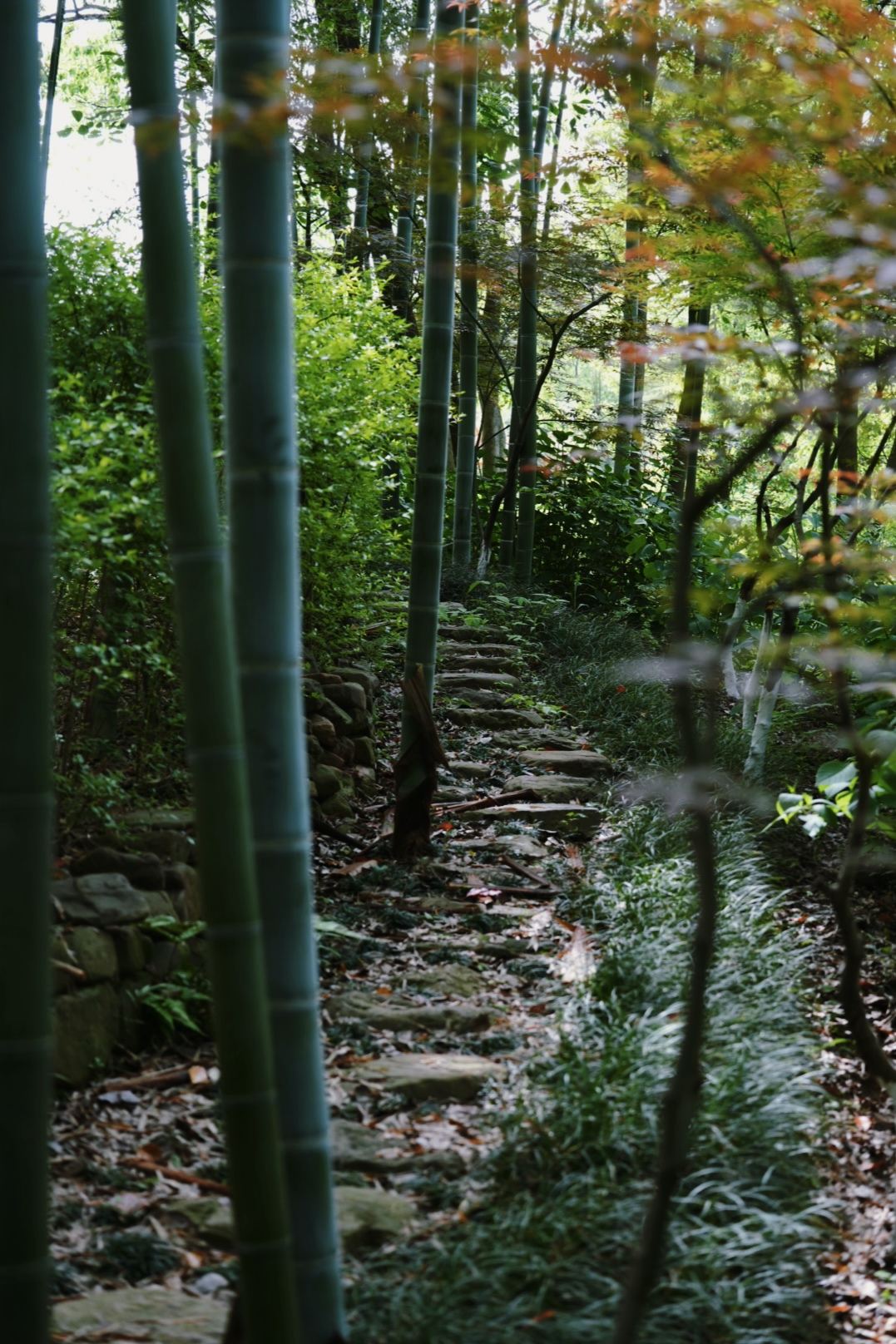 70亩山林步道